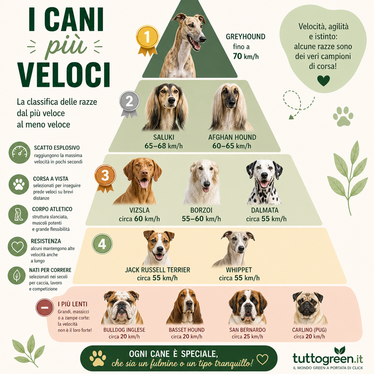 Infografica a piramide dei cani più veloci con classifica delle razze e velocità in km/h dal Greyhound al Bulldog