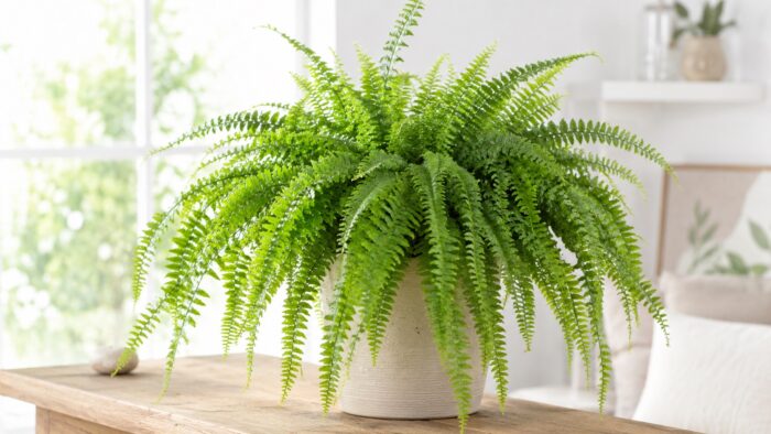 Felce di Boston (Nephrolepis exaltata)