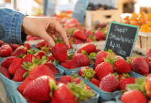 Mano che sceglie fragole mature e profumate in cestini al mercato, con frutti rossi e picciolo verde fresco