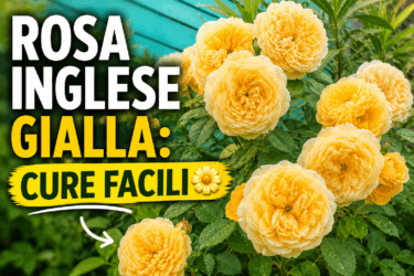 La rosa inglese gialla è la regina del giardino: come coltivarla al meglio