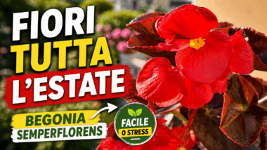 Vuoi un balcone sempre colorato? Prova la begonia semperflorens, la pianta facilissima