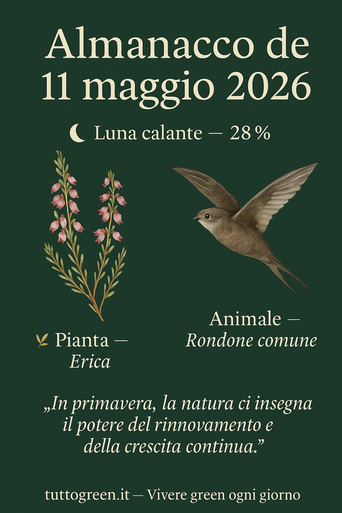 Infografica Almanacco del 11 maggio 2026 — Erica e Rondone comune
