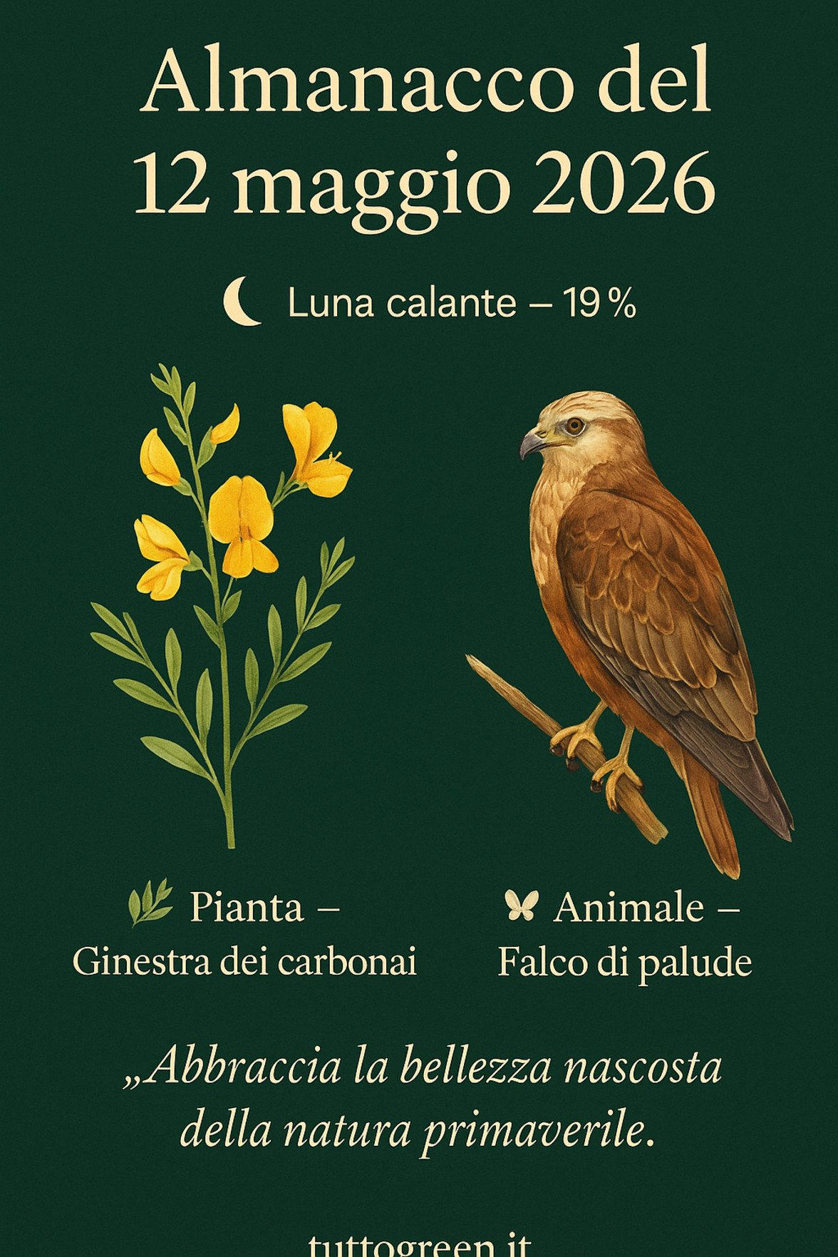 Infografica Almanacco del 12 maggio 2026 — Ginestra dei carbonai e Falco di palude