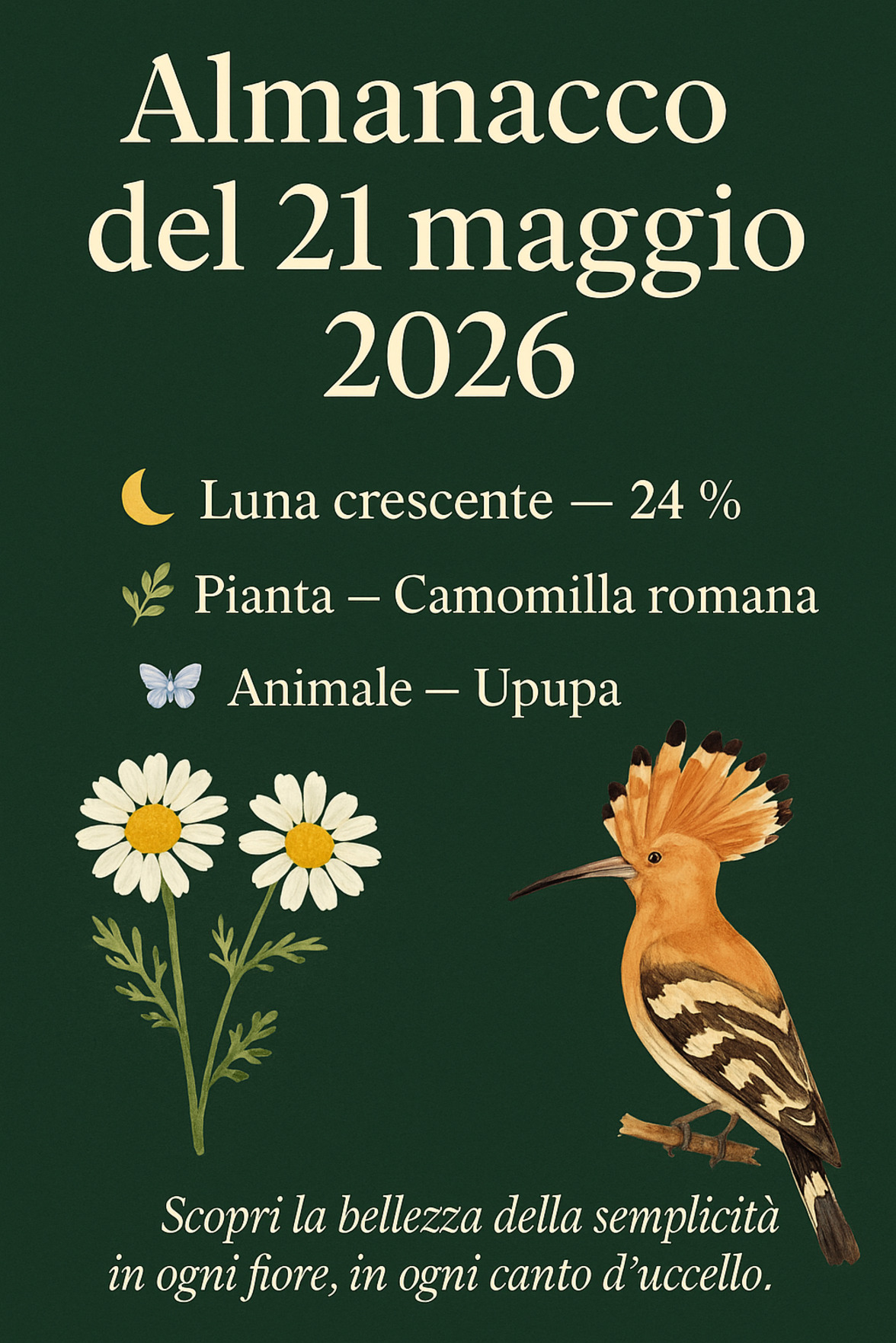 Infografica Almanacco del 21 maggio 2026 — Camomilla romana e Upupa