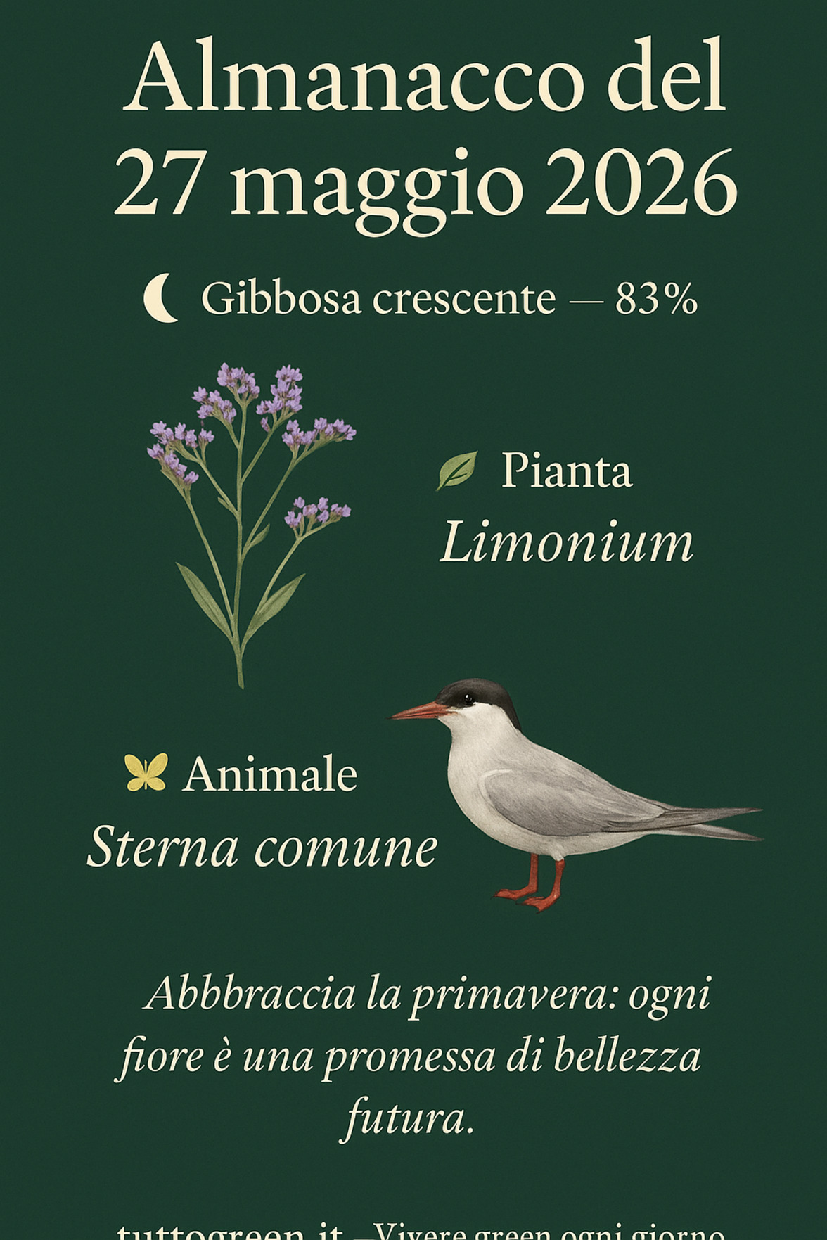 Infografica Almanacco del 27 maggio 2026 — Limonium e Sterna comune
