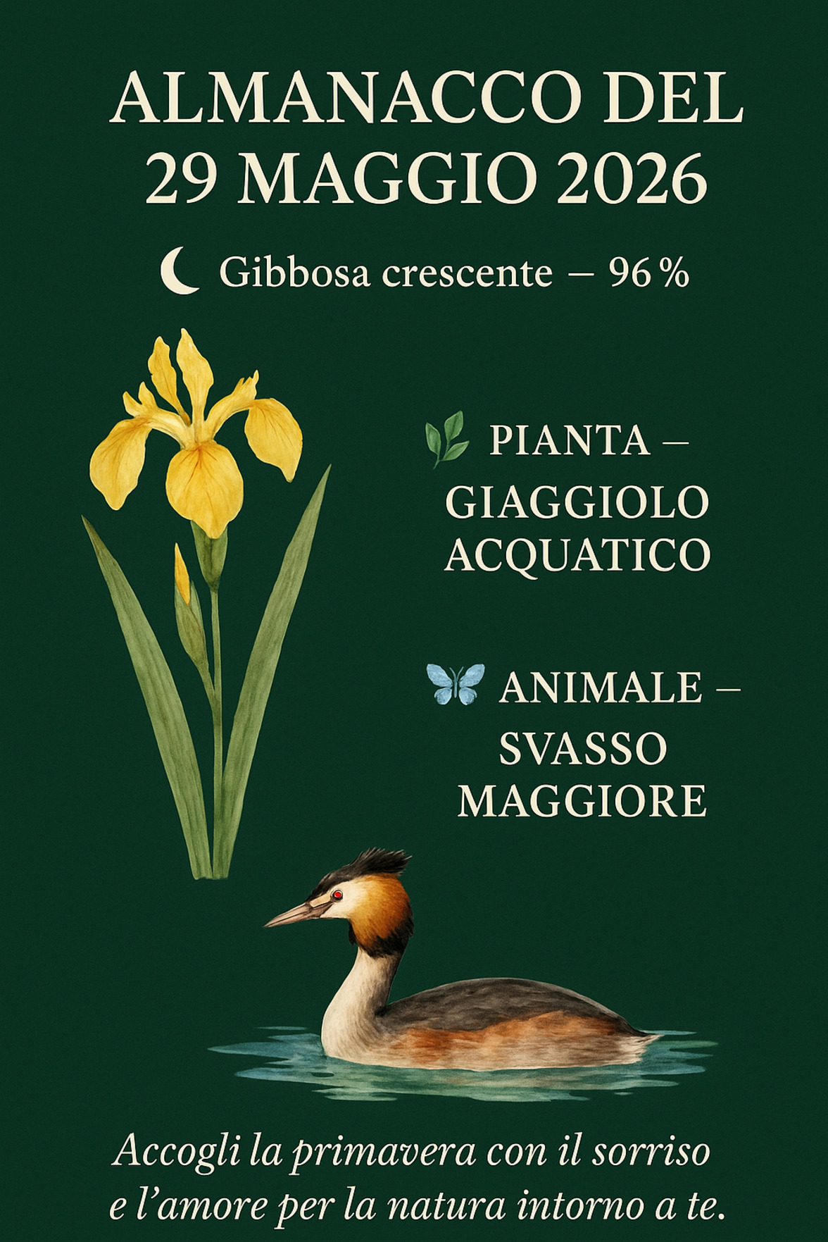 Infografica Almanacco del 29 maggio 2026 — Giaggiolo acquatico e Svasso maggiore