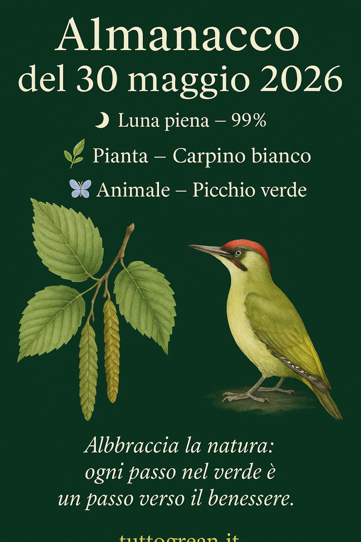 Infografica Almanacco del 30 maggio 2026 — Carpino bianco e Picchio verde