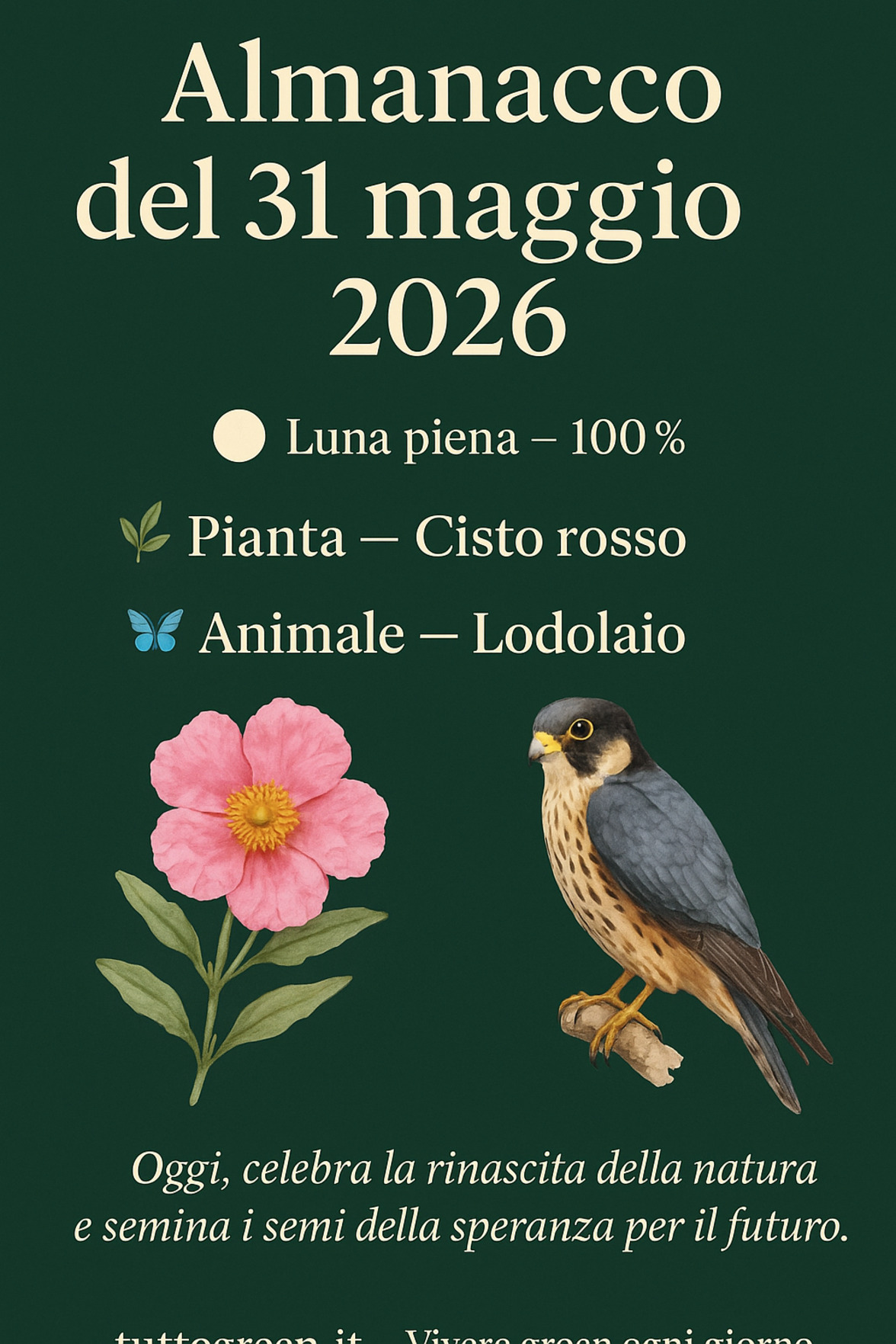 Infografica Almanacco del 31 maggio 2026 — Cisto rosso e Lodolaio