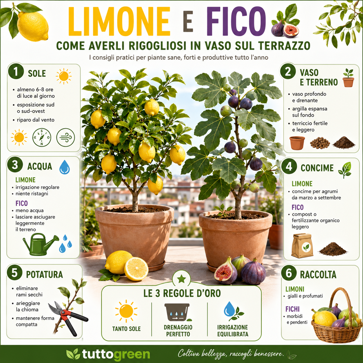 Infografica con consigli pratici per coltivare alberi di limone e fico in vaso sul terrazzo, con indicazioni su sole, irrigazione, concime, potatura e raccolta dei frutti