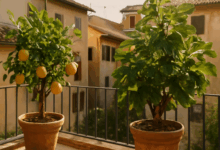 Coltivare limoni e fichi