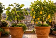 Terrazzo cittadino soleggiato con grandi vasi di terracotta decorati contenenti un alberello di fico e uno di limone ricchi di frutti maturi.