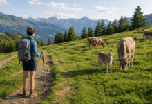 Escursionista su un sentiero di montagna mantiene la distanza da mucche e vitellini al pascolo