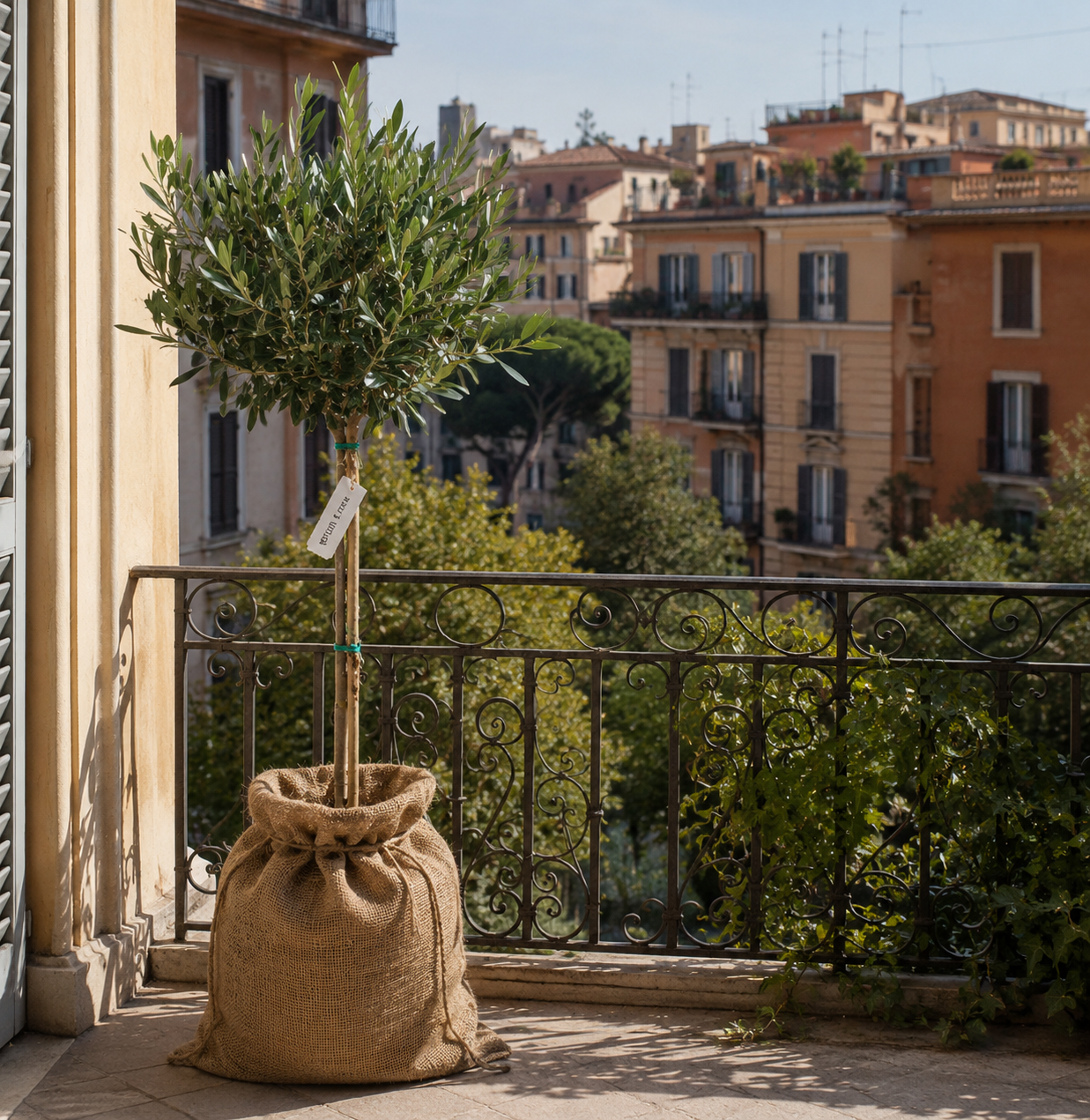 Alberello di olivo in vaso coperto con un sacco di juta su un balcone con parapetto in ferro, affacciato su palazzi residenziali e verde urbano in una luminosa giornata di sole