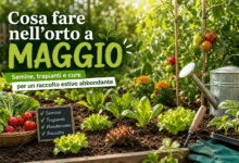 Orto di maggio con piantine di lattuga e pomodori, attrezzi da giardinaggio e annaffiatoio al sole primaverile