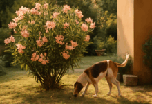 Piante tossiche per cani