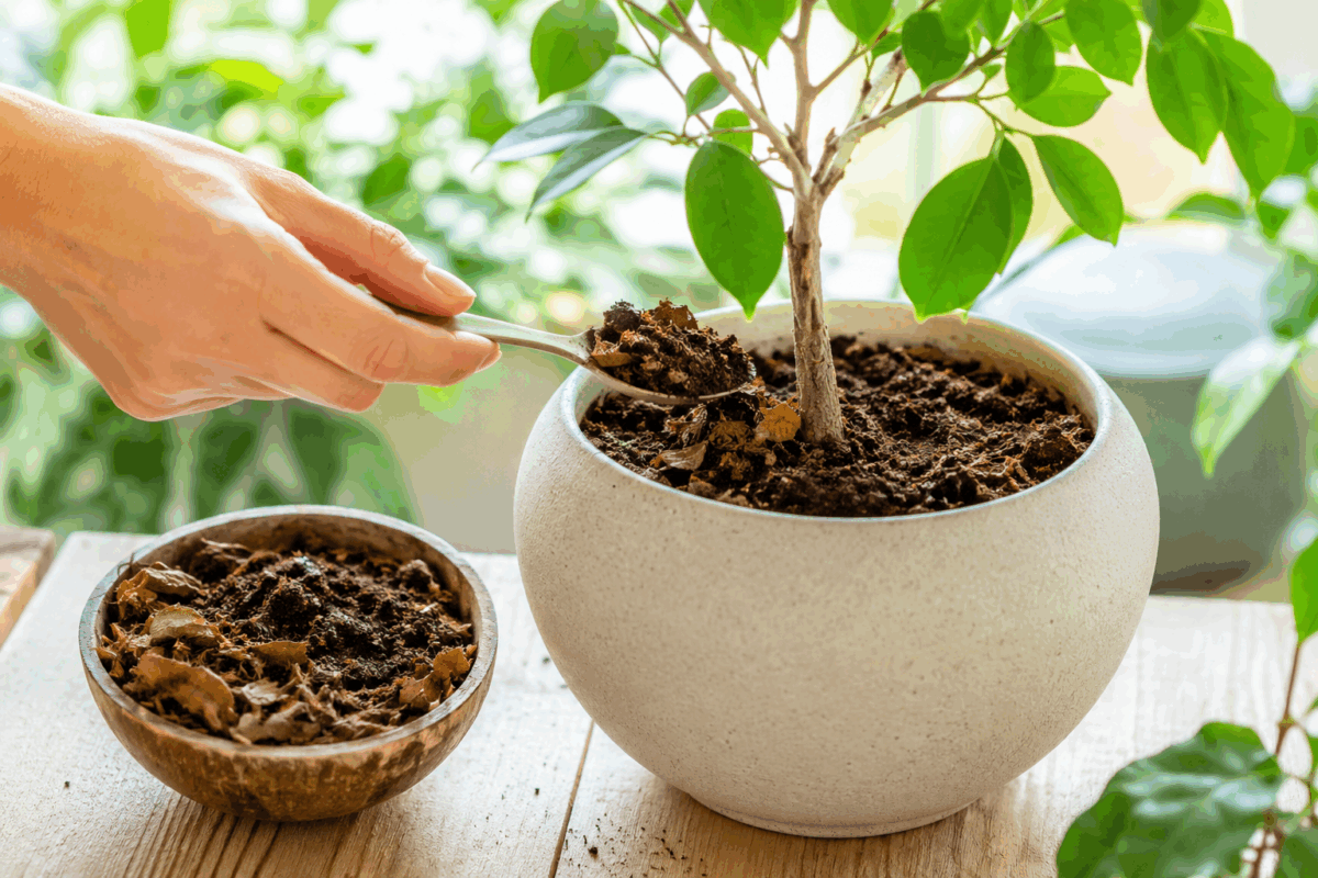 Mano che aggiunge con un cucchiaino una miscela di fondi di caffè e foglie secche alla base di una pianta in vaso, in un ambiente luminoso e naturale