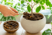 Mano che aggiunge con un cucchiaino una miscela di fondi di caffè e foglie secche alla base di una pianta in vaso, in un ambiente luminoso e naturale