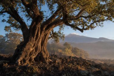 Vicino all’Etna vive un albero antichissimo: perché vale la visita