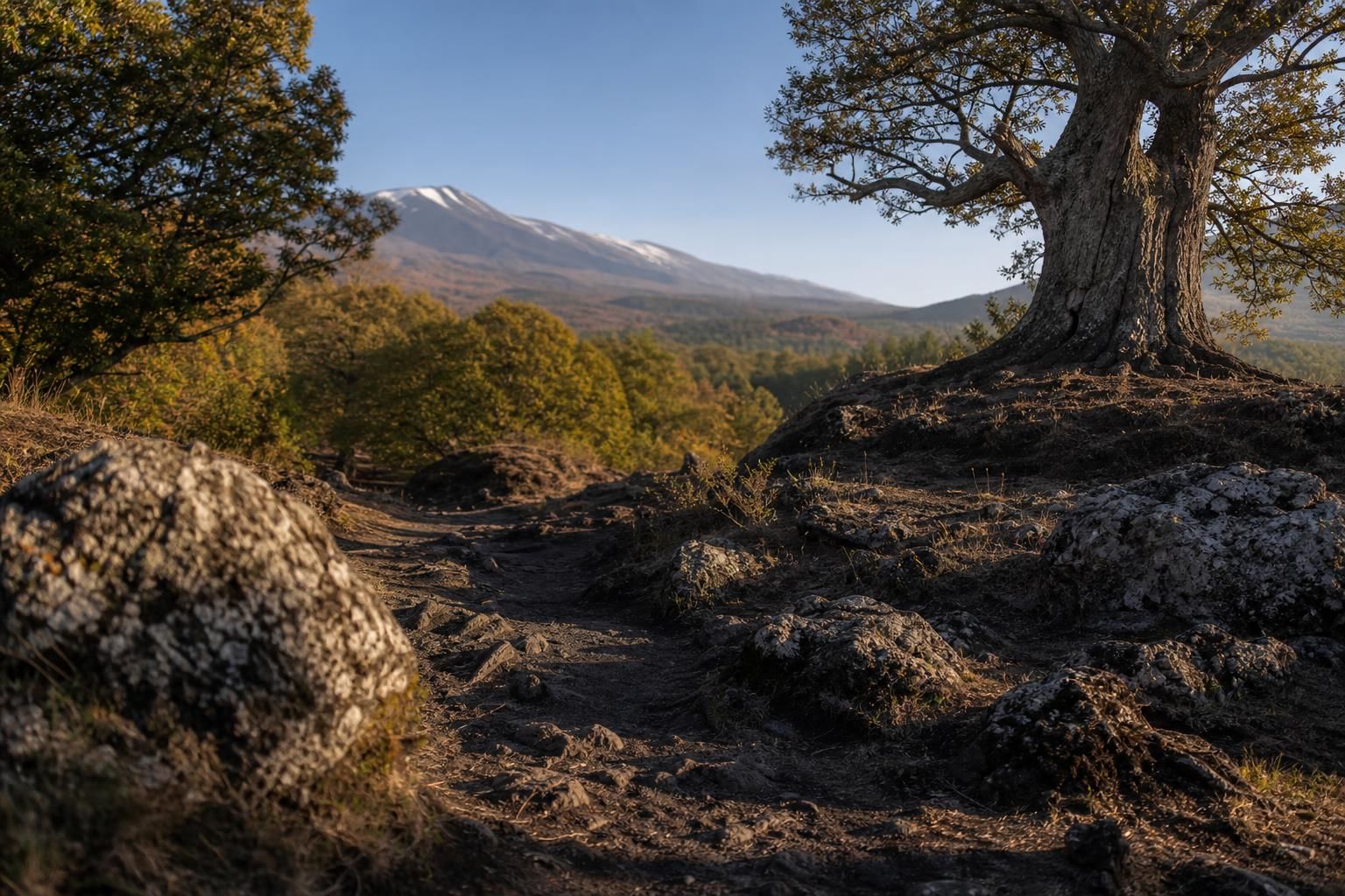 Ai piedi dell’Etna vive un albero antichissimo: perché vale la visita - approfondimento