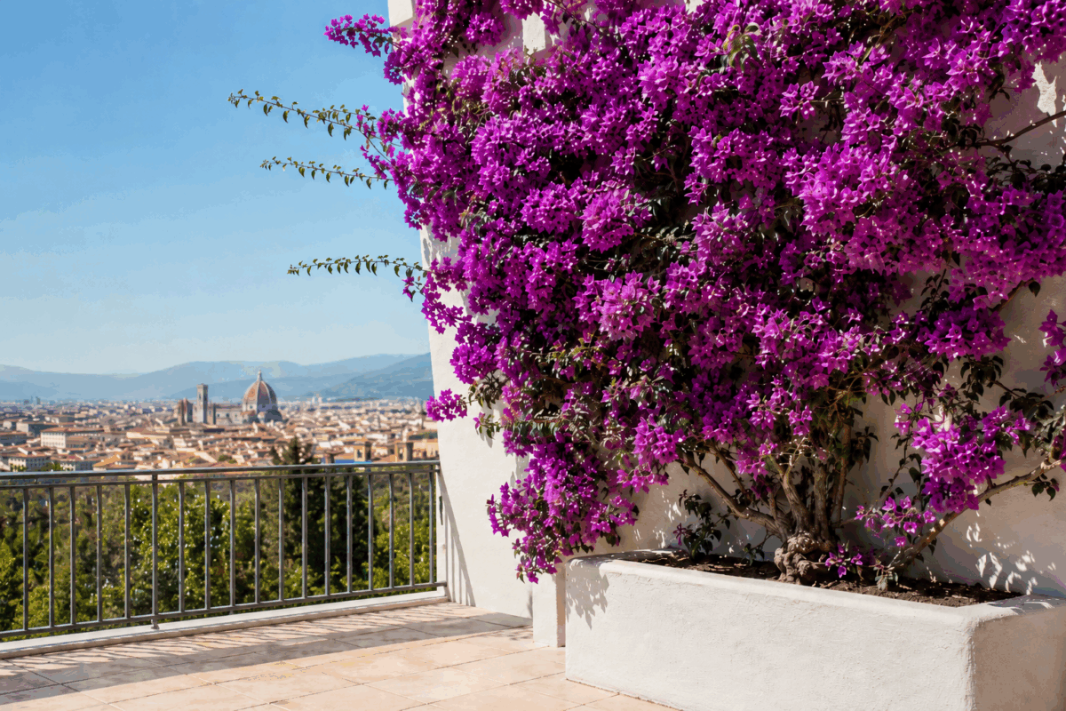 Come far fiorire la Bougainville anche in città