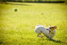 La leishmaniosi è una malattia del cane senza cura per cui è importante agire prima con la prevenzione