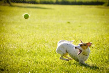 Leishmaniosi cane: sintomi da conoscere e prevenzione da non trascurare