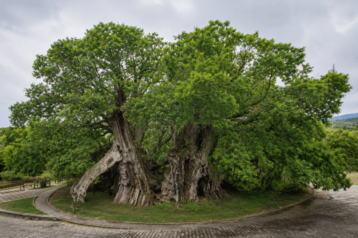 Grande castagno secolare con chioma ampia e fogliame verde nel bosco dell’Etna, ispirato al Castagno dei Cento Cavalli, considerato uno degli alberi più antichi d’Europa