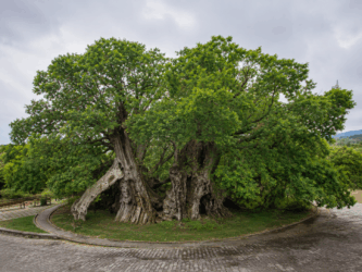 Alle pendici dell’Etna vive un albero antichissimo: perché vale la visita