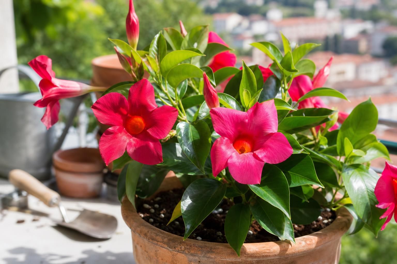 Dipladenia sul balcone: la pianta che ama il sole e fiorisce a lungo - dettaglio