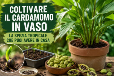 La spezia dei re può crescere anche sul davanzale: il trucco per coltivare il cardamomo