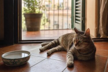 Gatto accaldato: i segnali da vedere subito e cosa fare in casa