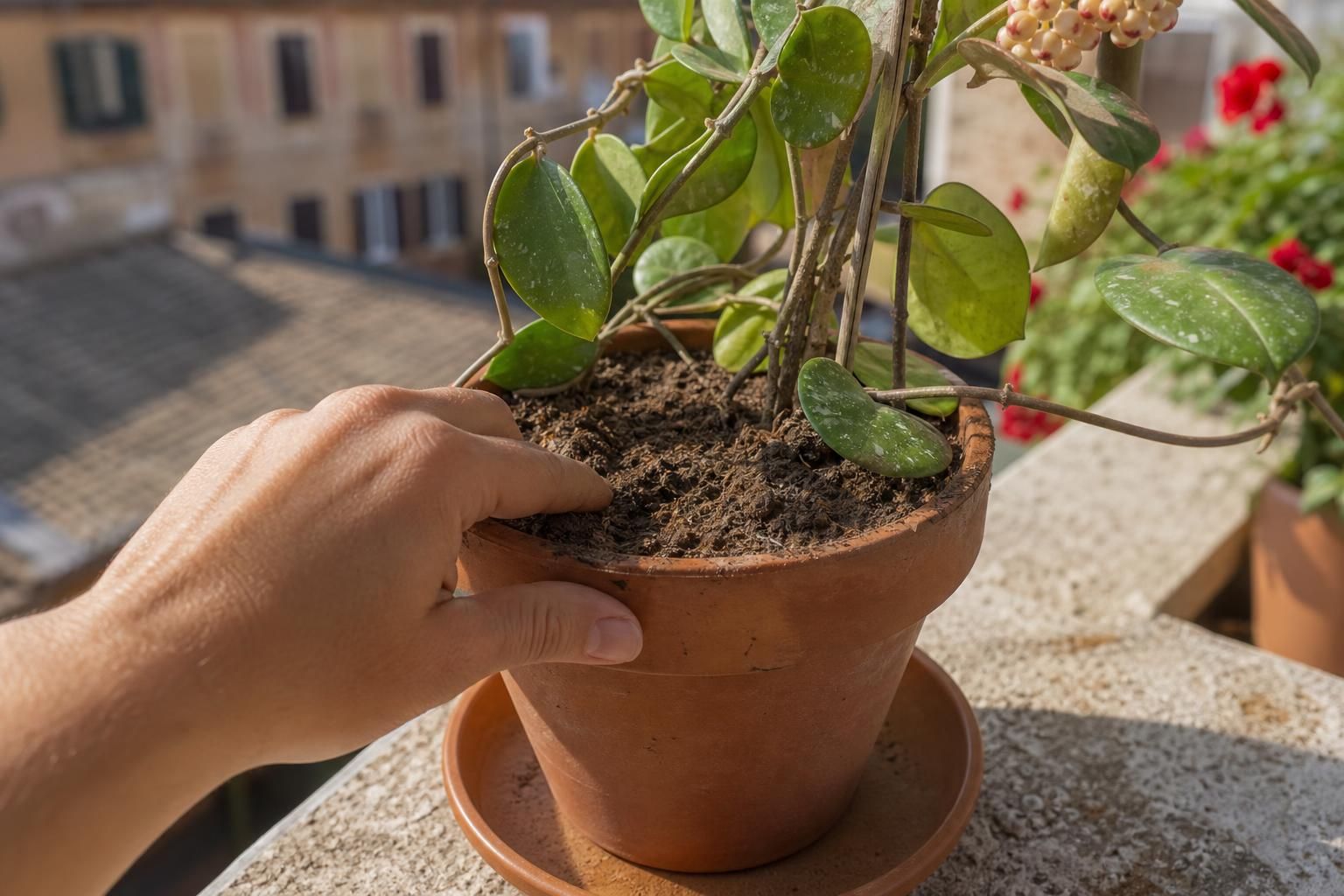 Hoya, quando bagnarla davvero: i segnali da guardare per non sbagliare - dettaglio