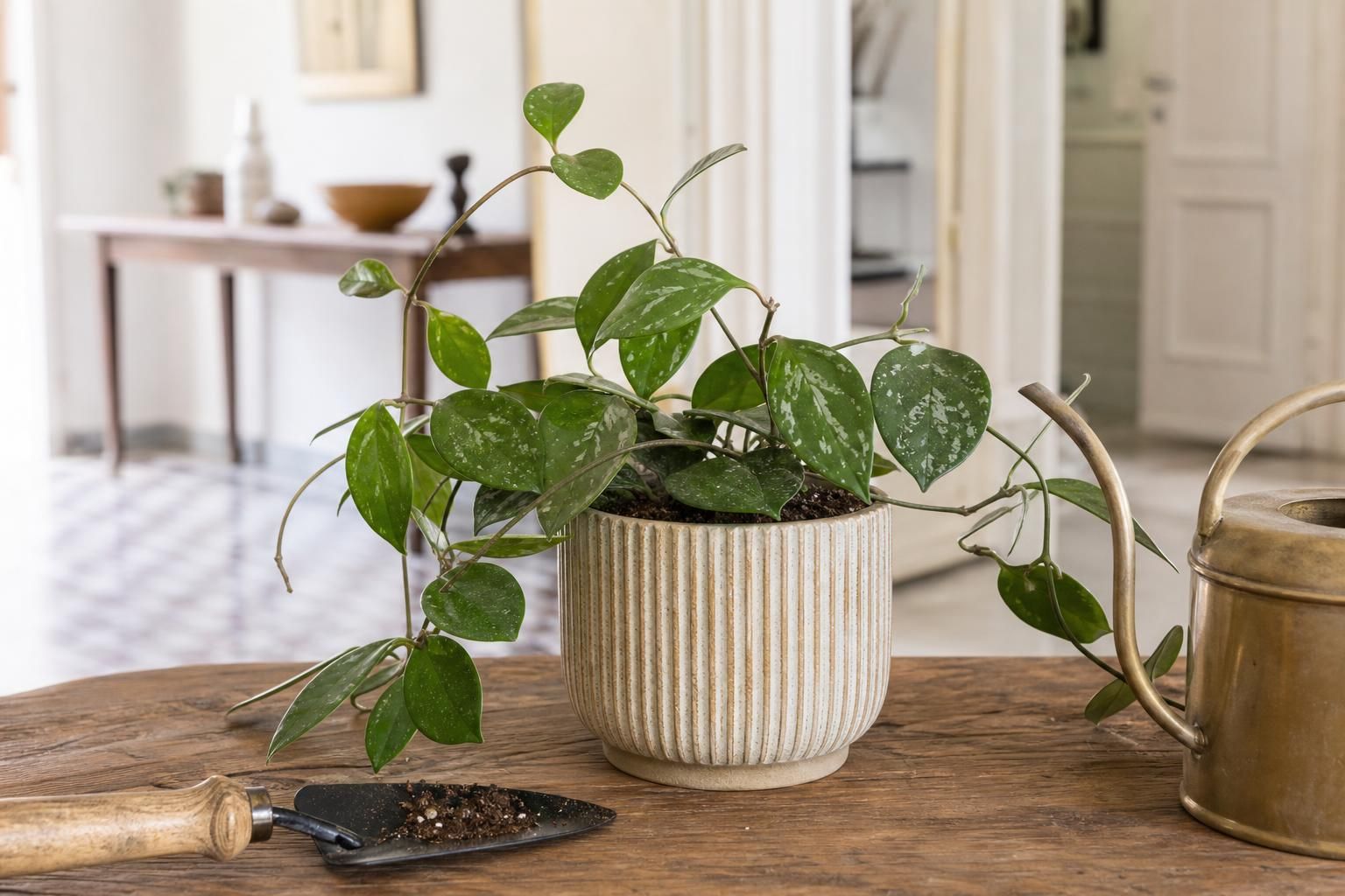 Hoya, quando bagnarla davvero: i segnali da guardare per non sbagliare - approfondimento