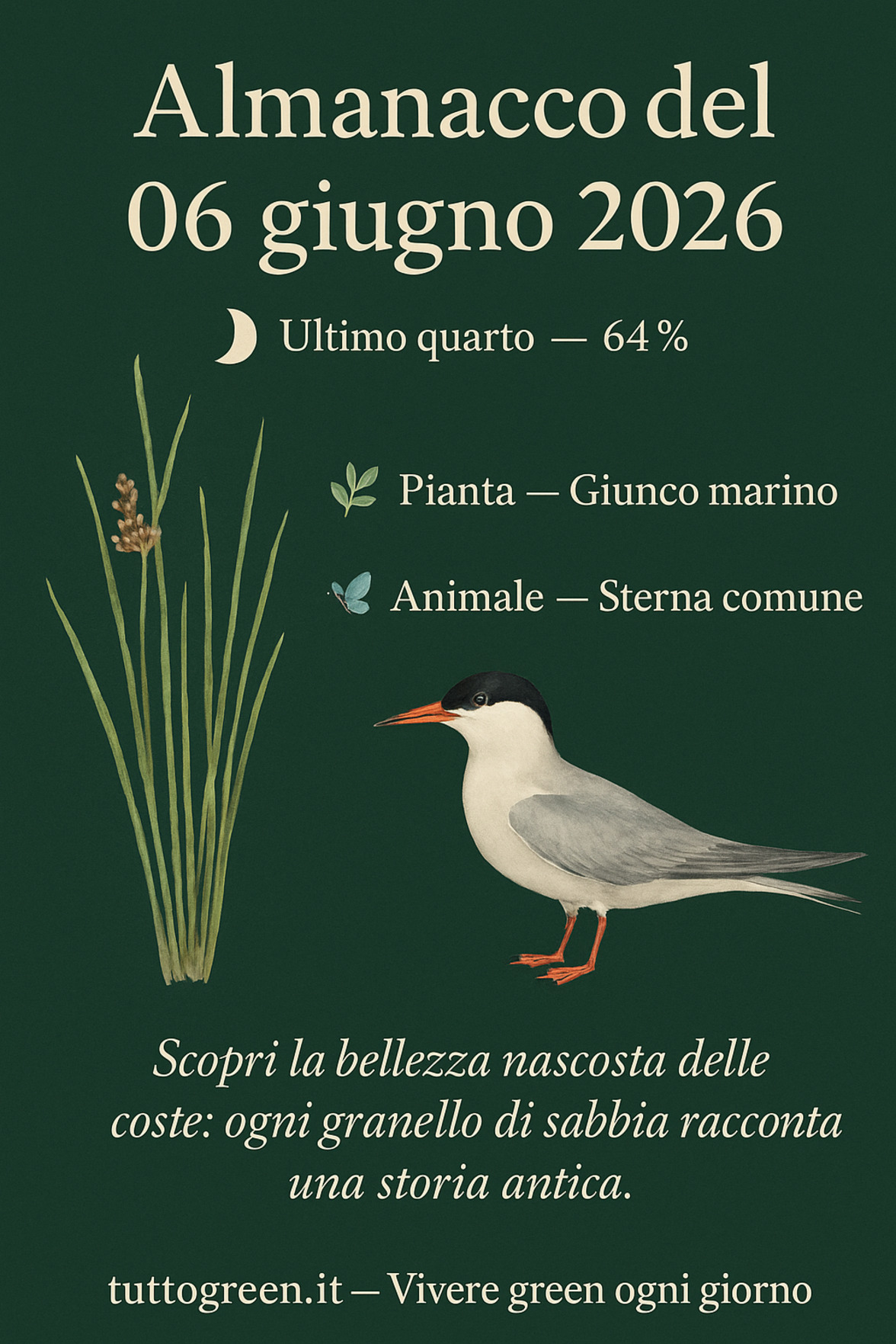 Infografica Almanacco del 06 giugno 2026 — Giunco marino e Sterna comune
