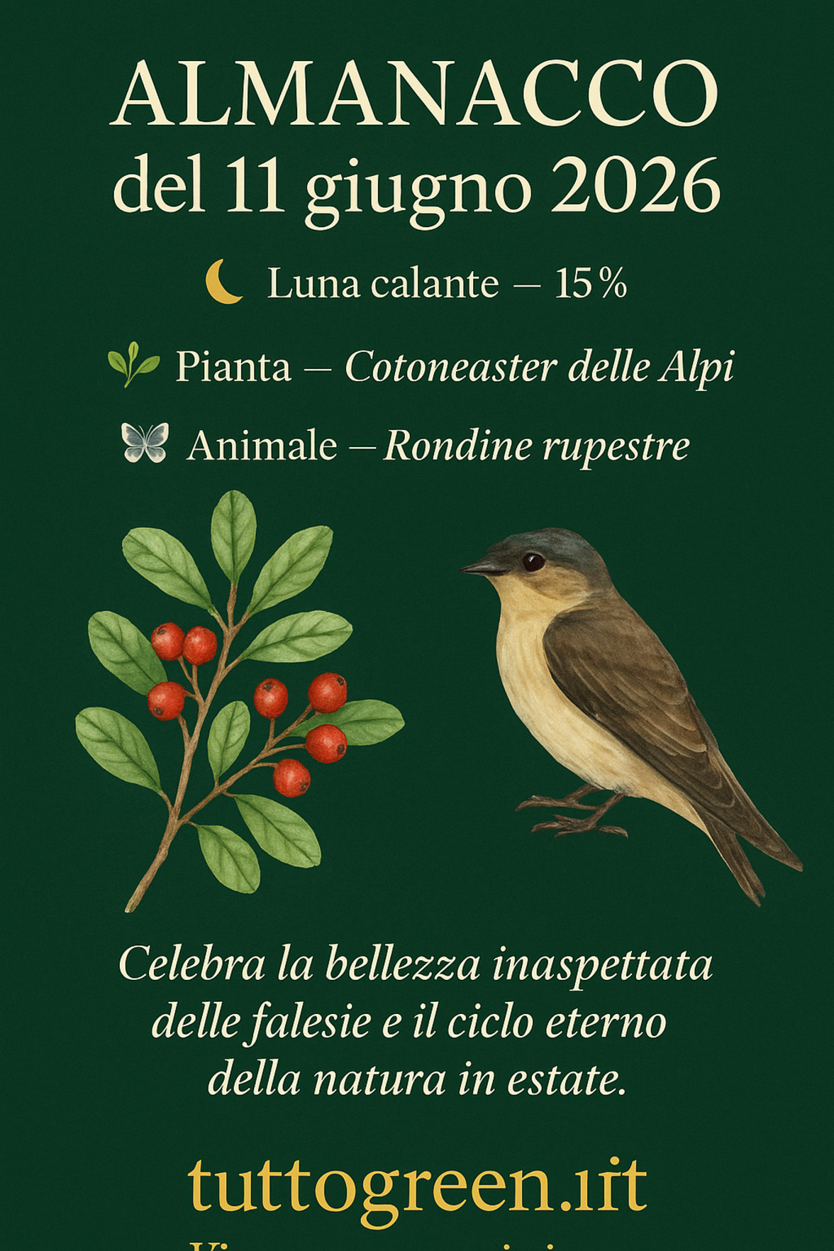 Infografica Almanacco del 11 giugno 2026 — Cotoneaster delle Alpi e Rondine rupestre