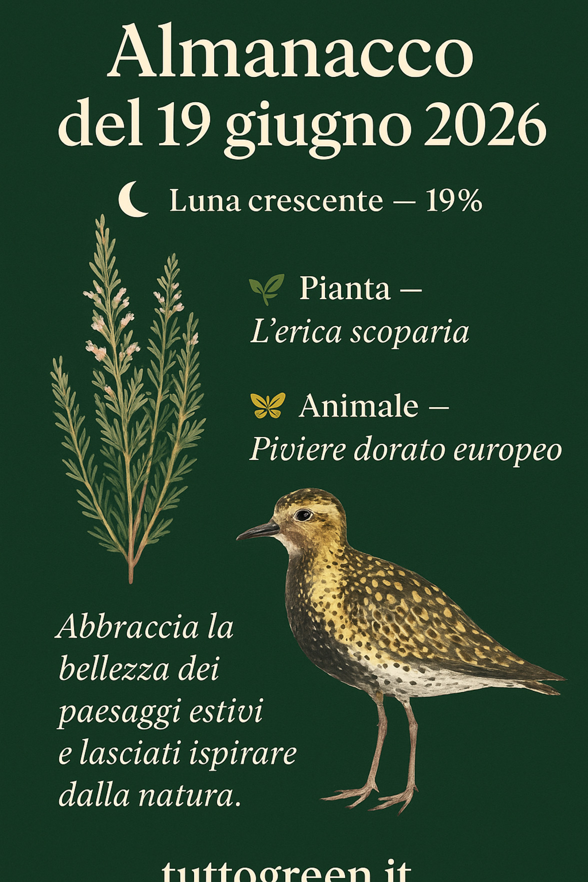 Infografica Almanacco del 19 giugno 2026 — L'erica scoparia e Piviere dorato europeo