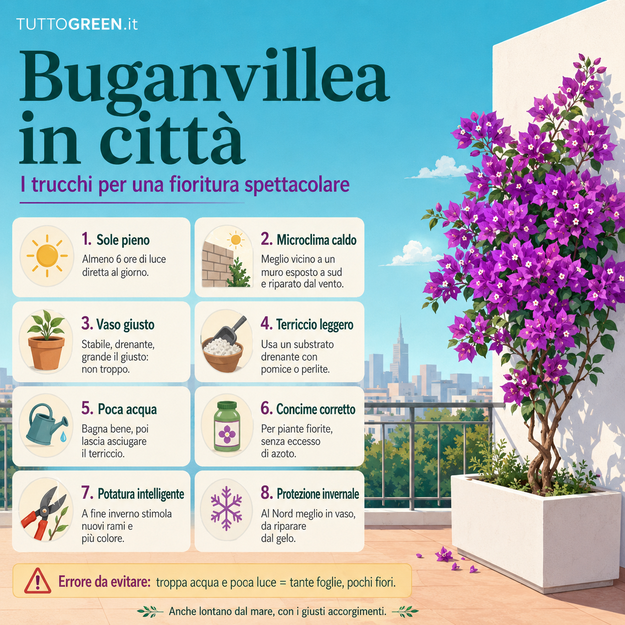 Infografica quadrata con consigli pratici per far fiorire la buganvillea anche in città: sole pieno, microclima caldo, vaso drenante, terriccio leggero, poca acqua, concime giusto, potatura e protezione invernale
