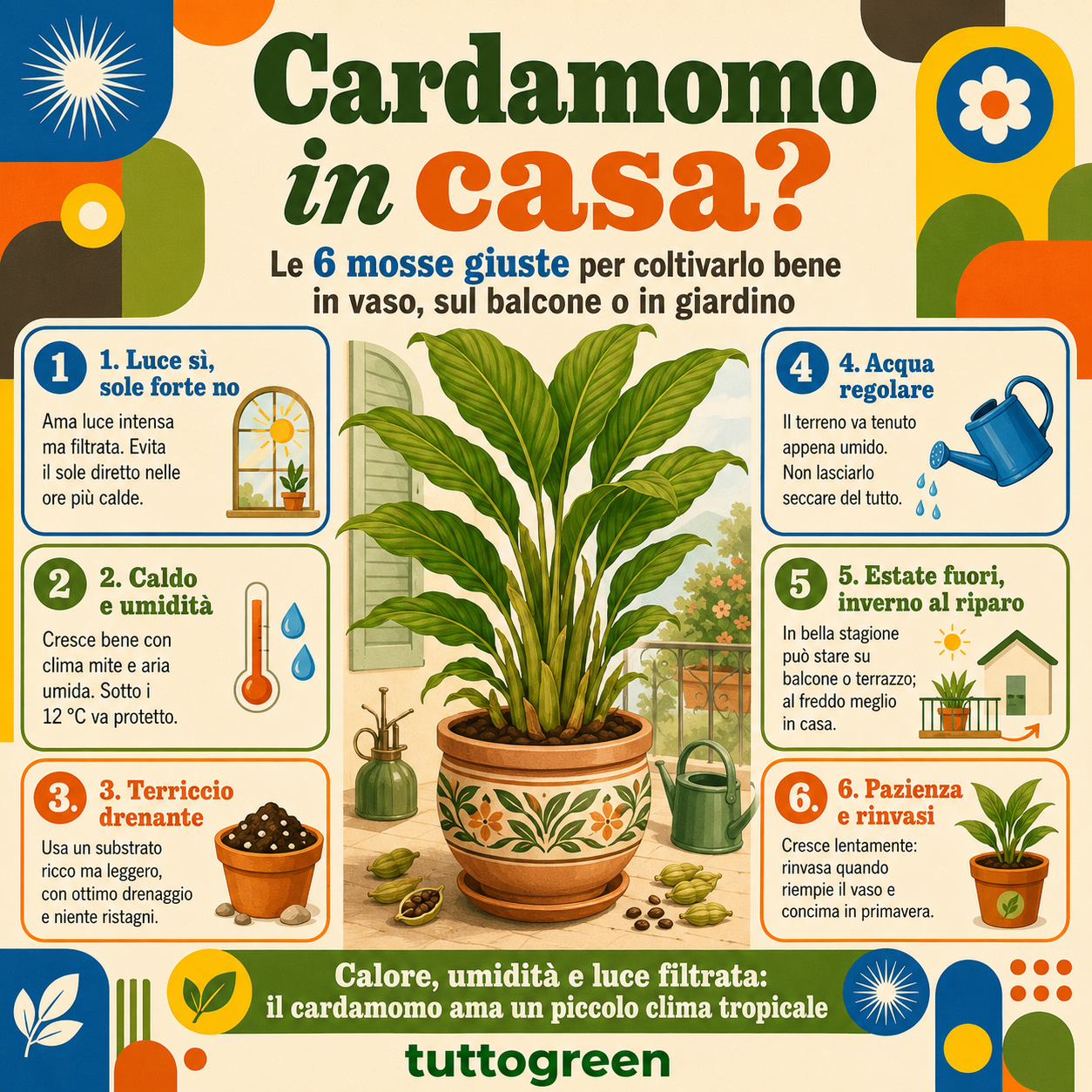 Infografica illustrata con i consigli per coltivare e curare bene una pianta di cardamomo in casa, sul balcone o in giardino, con indicazioni su luce, umidità, terriccio drenante, irrigazione, protezione dal freddo e rinvaso
