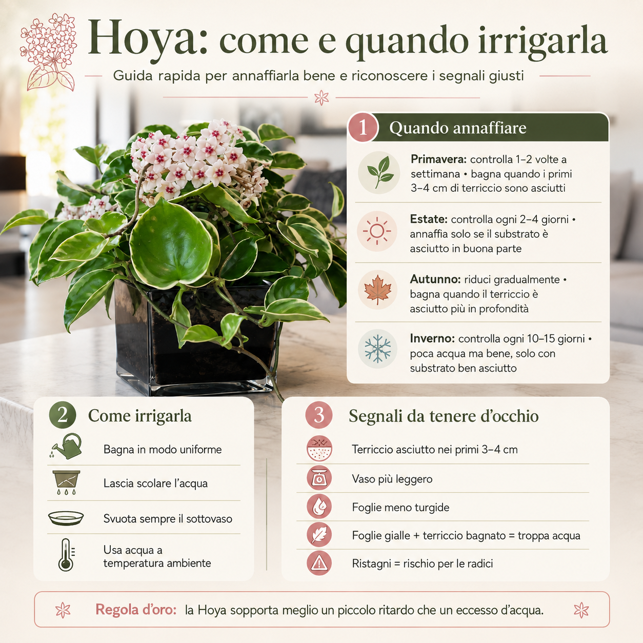 Infografica quadrata elegante e minimal sulla Hoya, con foto della pianta come sfondo, consigli su come e quando irrigarla e segnali da tenere d’occhio