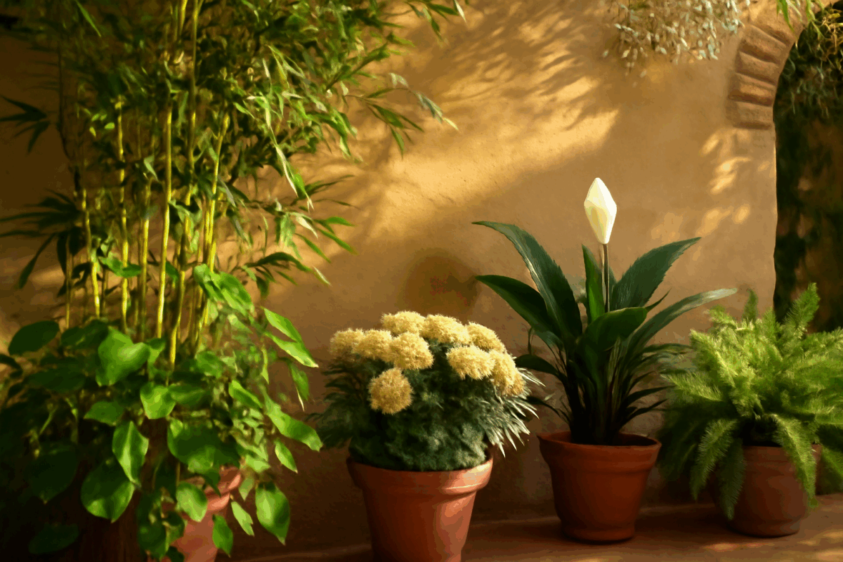Piante feng shui in un ambiente mediterraneo per energia positiva
