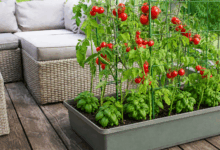 Piante di pomodoro con frutti rossi maturi e piantine di basilico alla base in un unico vaso lungo su terrazzo