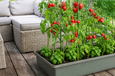 Pomodori e basilico in vaso: l’accoppiata che cresce due volte di piu insieme