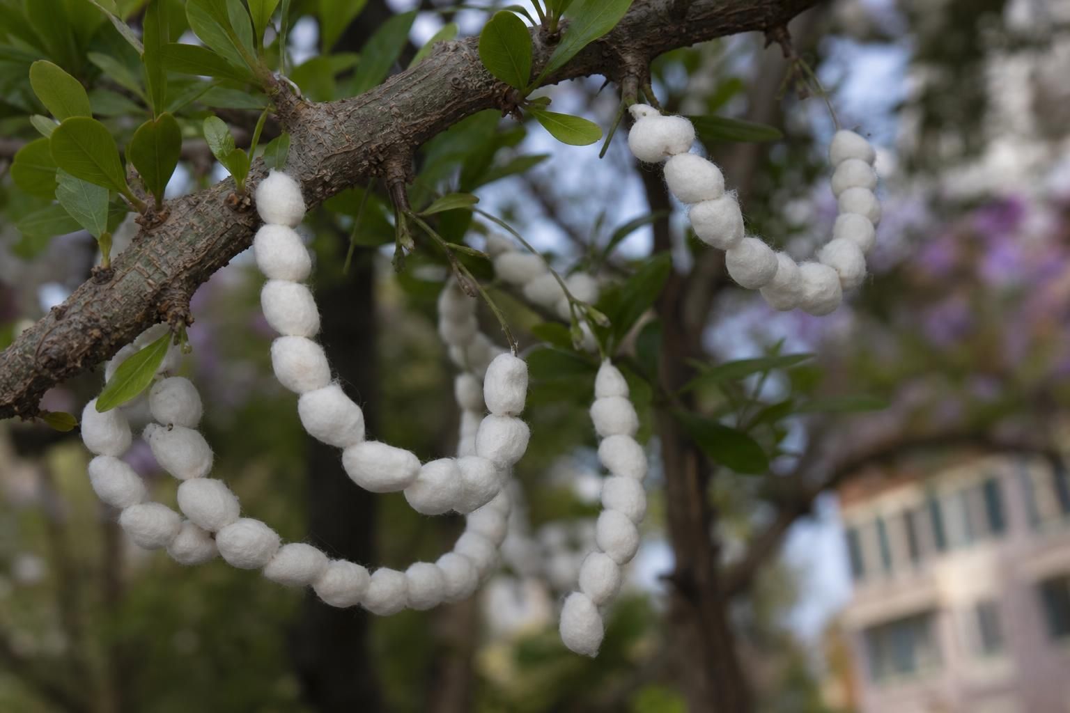 Takahashia japonica: come riconoscerla e proteggere gli alberi