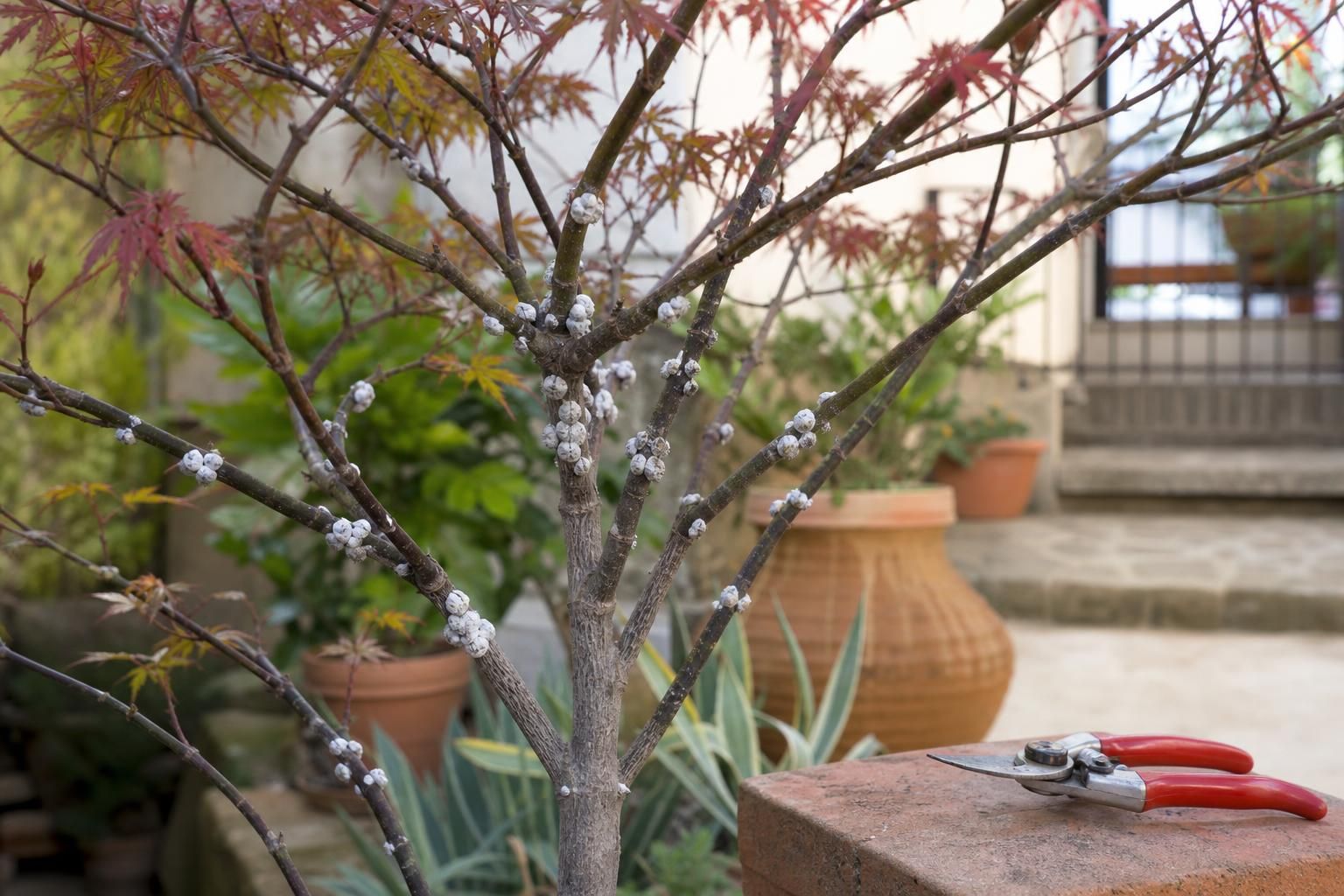 Takahashia japonica: come riconoscerla e proteggere gli alberi - dettaglio