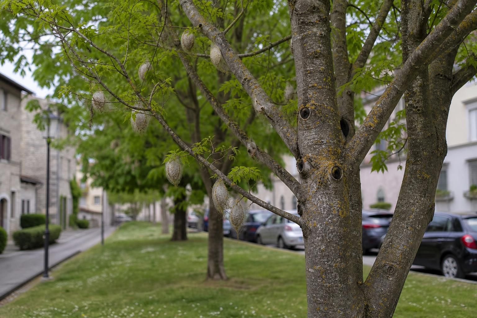 Takahashia japonica: come riconoscerla e proteggere gli alberi - approfondimento