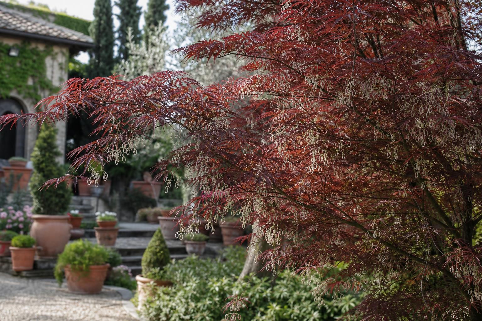 Takahashia japonica sugli alberi: cosa fare davvero e quando intervenire