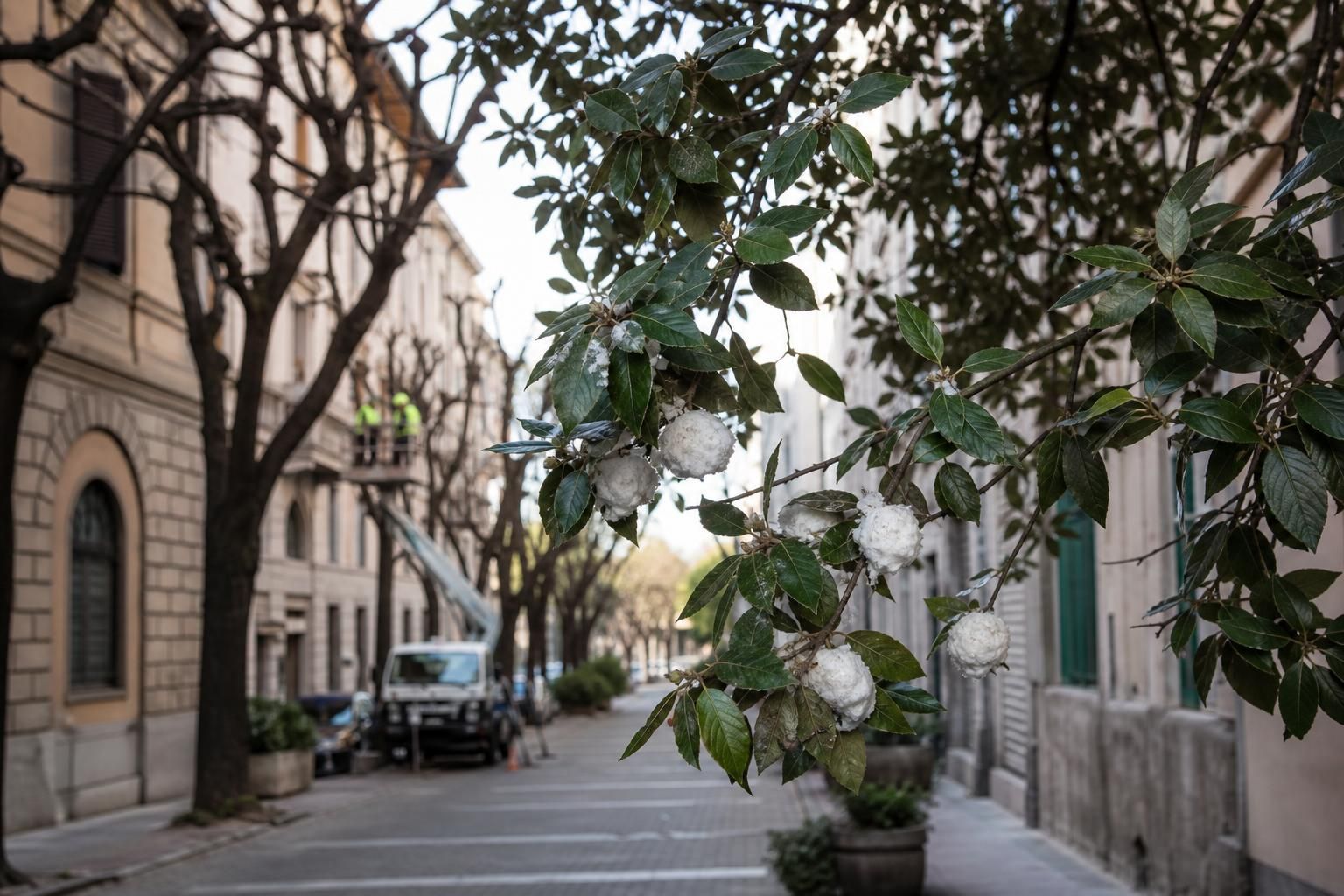Takahashia japonica sugli alberi: cosa fare davvero e quando intervenire - approfondimento