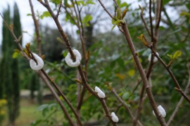 Takahashia japonica sull’albero: cosa fare subito e cosa evitare
