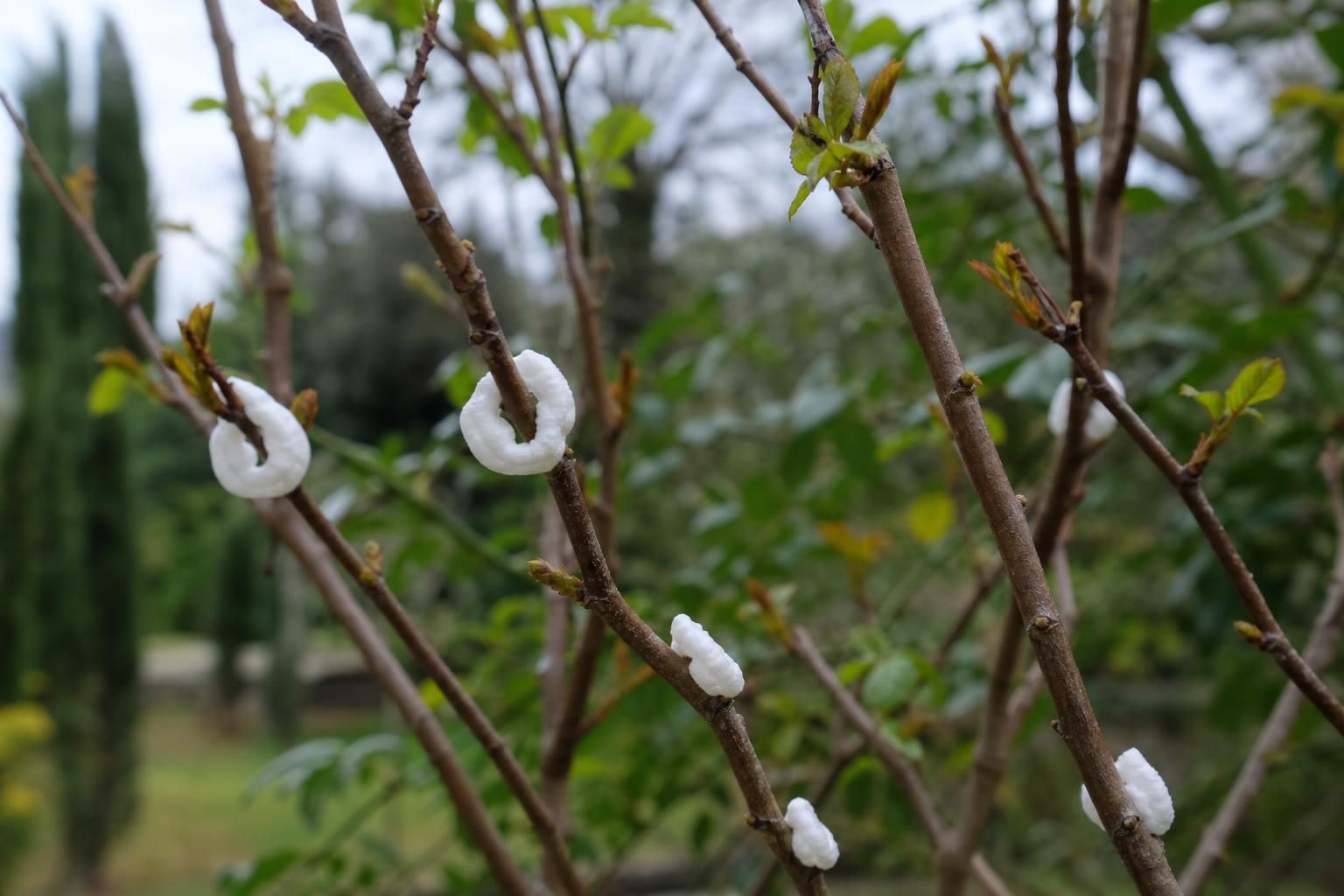 Takahashia japonica sull’albero: cosa fare subito e cosa evitare
