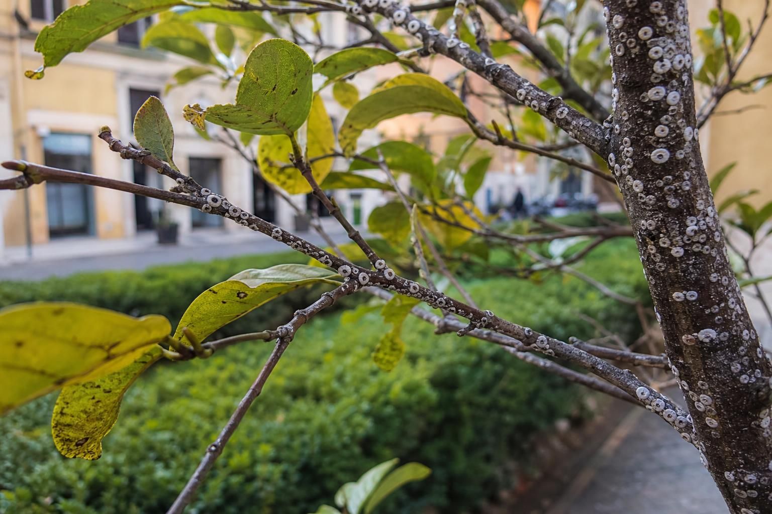 Takahashia japonica sull’albero: cosa fare subito e cosa evitare - approfondimento